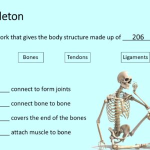 PowerPoint slide on number of bones in the skeleton and the functions of bones, ligaments, cartilage, tendons