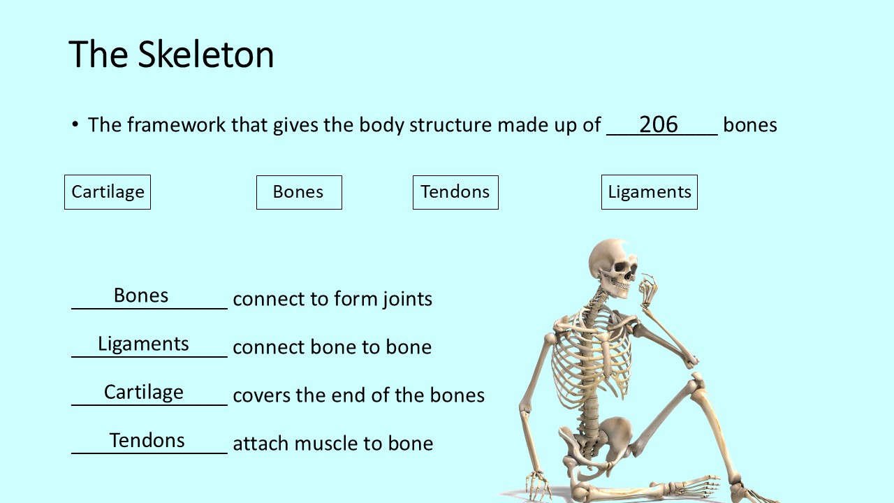PowerPoint slide on number of bones in the skeleton and the functions of bones, ligaments, cartilage, tendons
