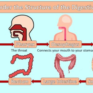 PowerPoint slide on the order of the digestive system organs from mouth to anus