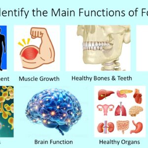 PowerPoint slide on the main functions of food in the diet like muscle growth, energy, brain function
