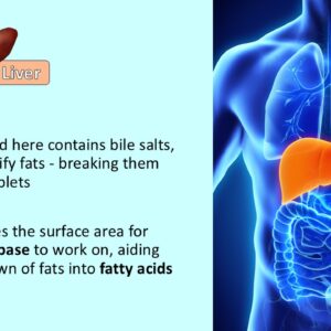 PowerPoint slide on the role of digestive enzymes in digestion - bile produced by the liver and lipase on fats