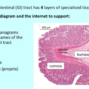 PowerPoint slide identifying layers in the gut wall from photomicrographs or sketch representations