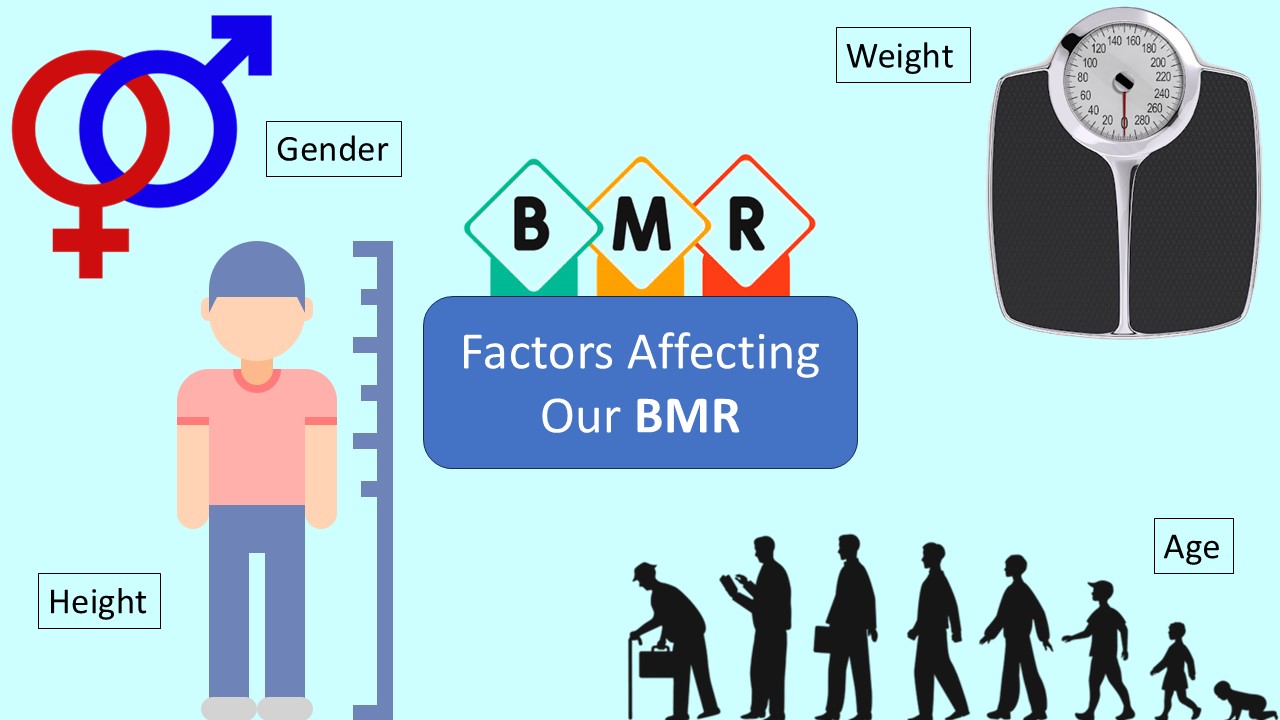 PowerPoint slide on the different factors that affect BMR - gender, height, weight, age