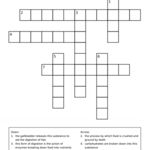 Worksheet crossword on the digestive system including organs and digestive processes