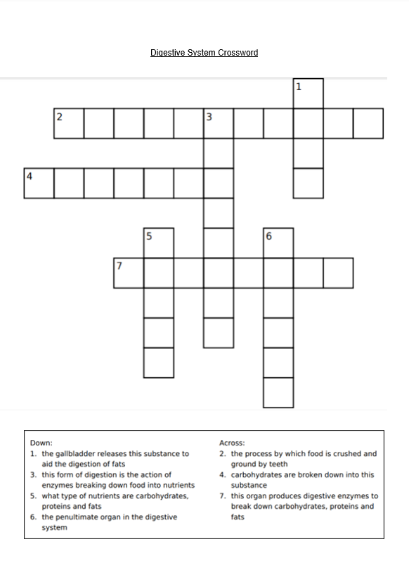 Worksheet crossword on the digestive system including organs and digestive processes