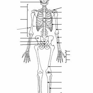 Worksheet blank diagram of the skeleton to identify the main bones