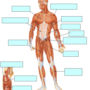 Worksheet blank diagram of the muscular system to identify the main muscles of the body