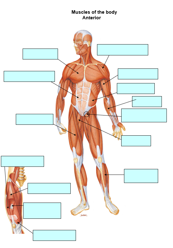Worksheet blank diagram of the muscular system to identify the main muscles of the body