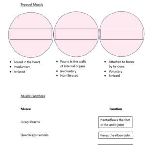 Worksheet on the muscular system including muscle types and muscle functions