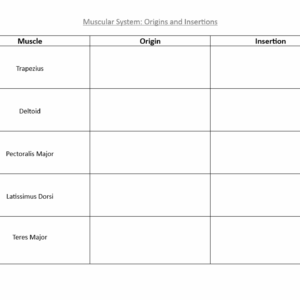 Worksheet - Muscle Origins and Insertions Table (LO2: 2.2)